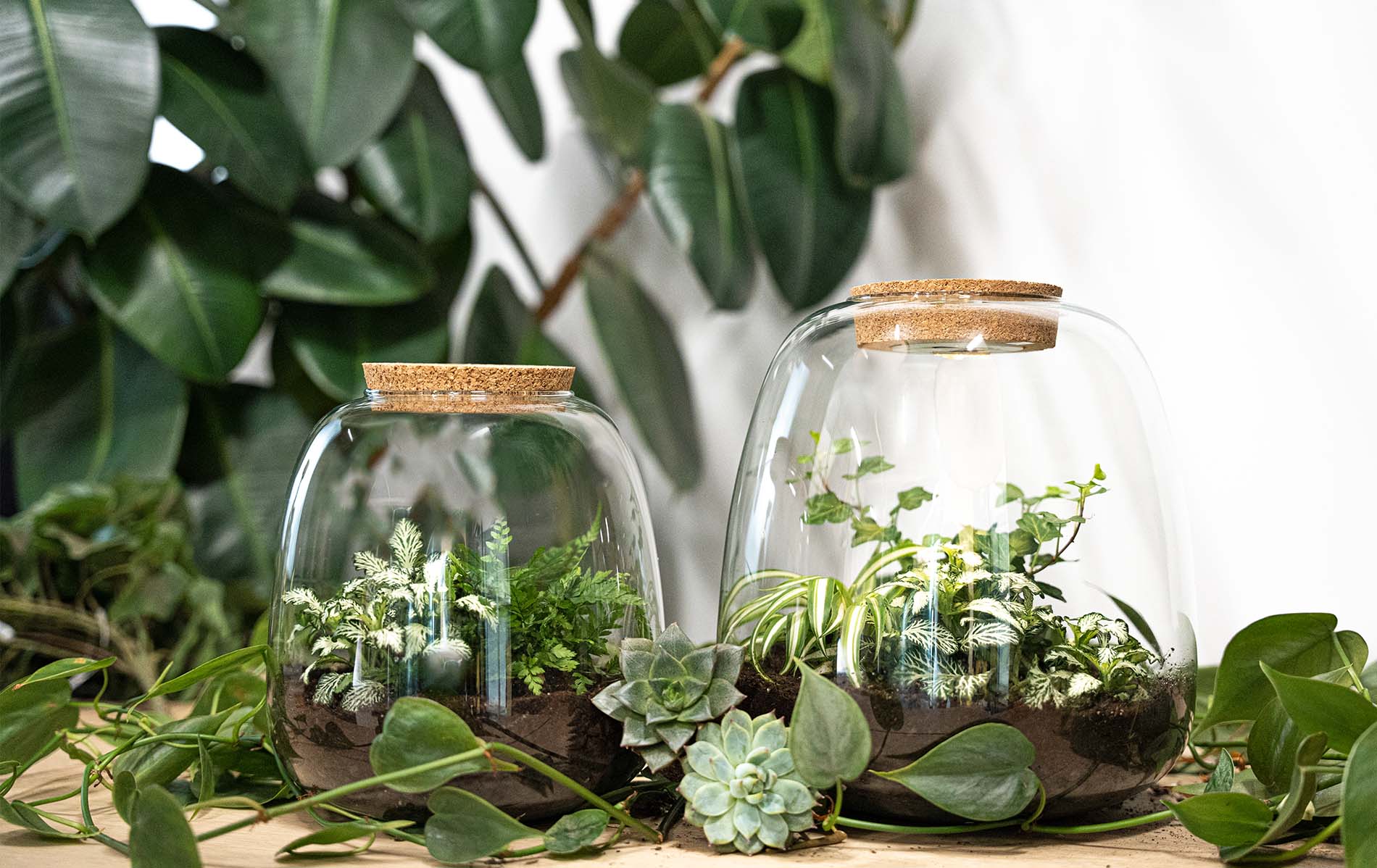 Help! Er wonen vliegjes in mijn planten terrarium