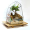 Geometrische terrariums | Vivariums