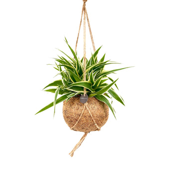 Kokedama