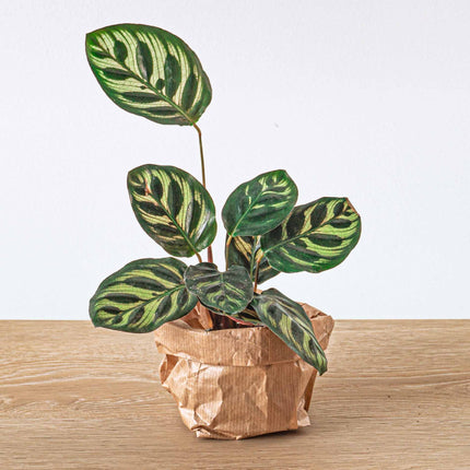 Collection image for: Calathea