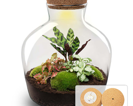 Planten terrarium