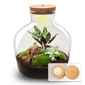 Planten terrarium