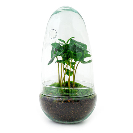 Collection image for: Terrariums