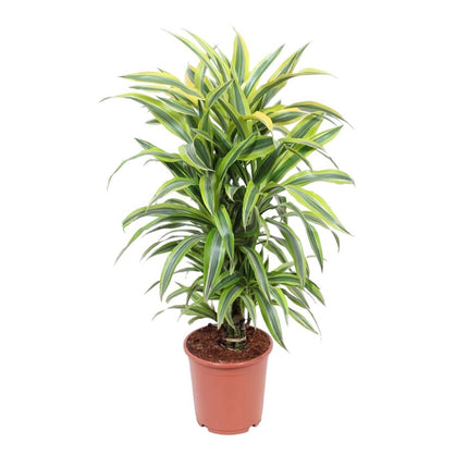 Collection image for: Middel kamerplanten - 50 tot 100 cm