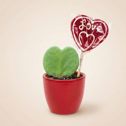 Collection image for: Valentijnsdag Cadeaus