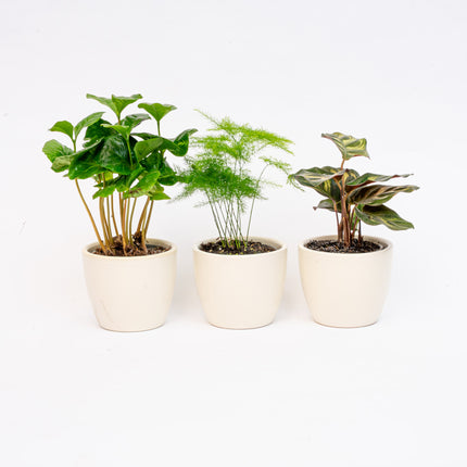 Plantenset van 3 met mini pot - Blauw/wit - Planten mix - Ø 6 cm