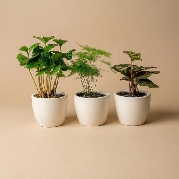 Plantenset van 3 met mini pot - Blauw/wit - Planten mix - Ø 6 cm