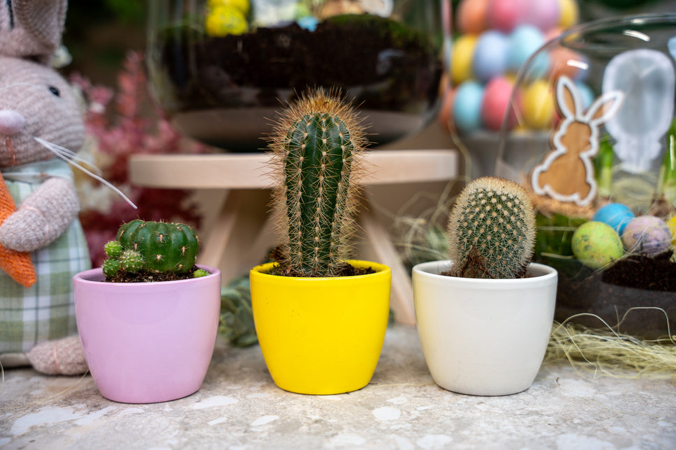 Plantenset van 3 met mini pot - Pastel Spring - Cactus mix - Ø 6 cm