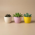Succulent