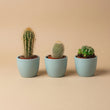 Plantenset van 3 met mini pot - Blauw/wit - Cactus mix - Ø 6 cm
