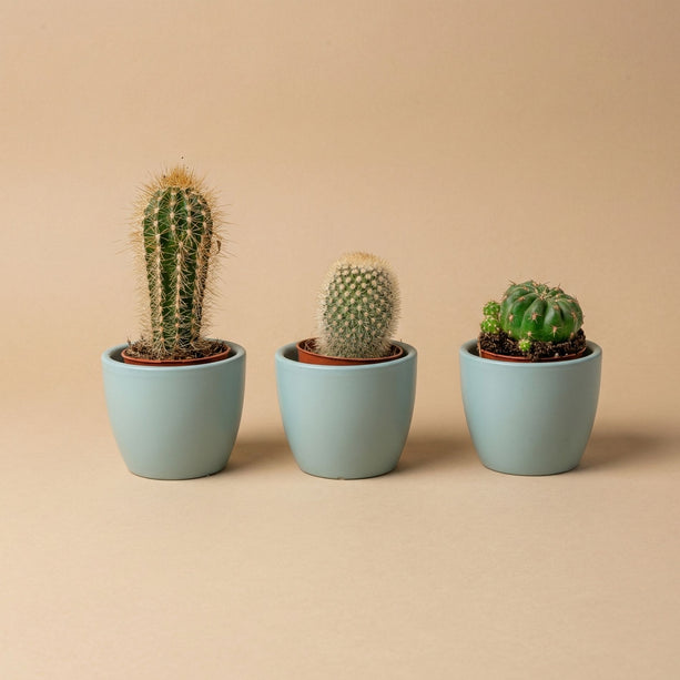 Plantenset van 3 met mini pot - Blauw/wit - Cactus mix - Ø 6 cm