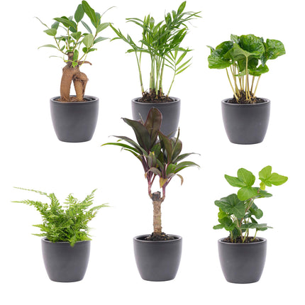 Mini planten set 6 - Inclusief 6x pot Boule Antraciet