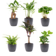 Mini planten set 6 - Inclusief 6x pot Boule Antraciet