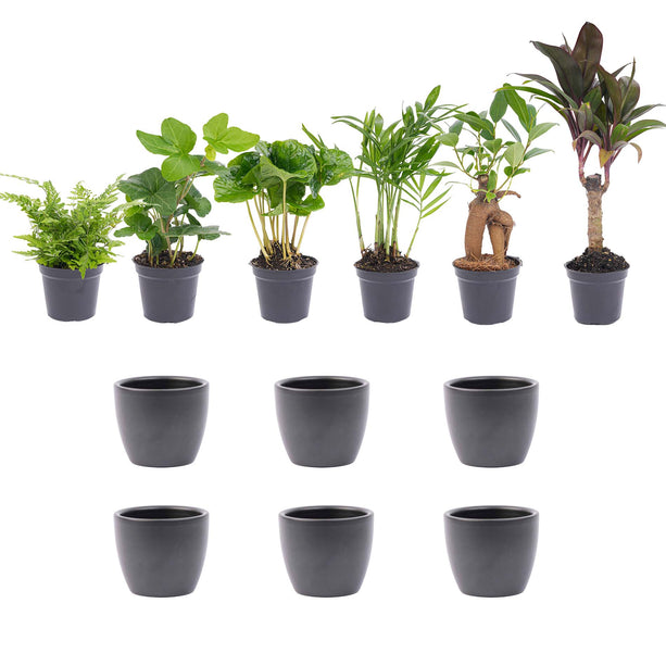 Mini planten set 6 - Inclusief 6x pot Boule Antraciet