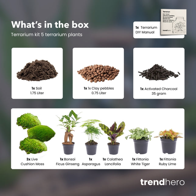 5 planten - Terrarium Start- & navulpakket - 3 terrarium planten - DIY
