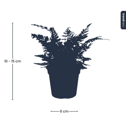 Varen - Athyrium spicatum - Terrarium plant - Potmaat 6