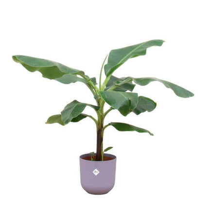 Bananenplant Musa in Lila pot