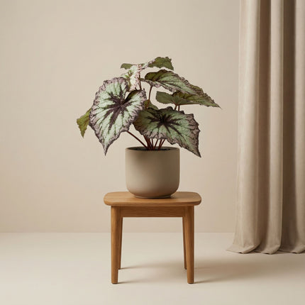 Begonia – Kunstplant in zwarte pot - Voor binnen & buiten – UV-bestendig - 26 cm