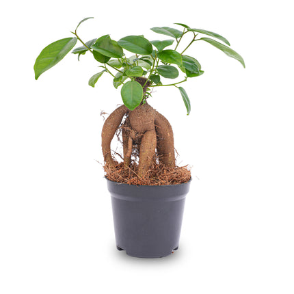 Ficus microcarpa ginseng bonsai  - ↑20 cm