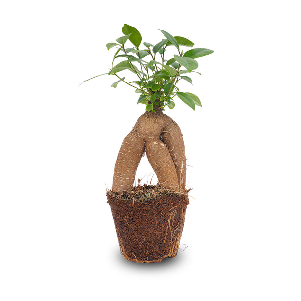 Ficus microcarpa ginseng bonsai  - ↑20 cm