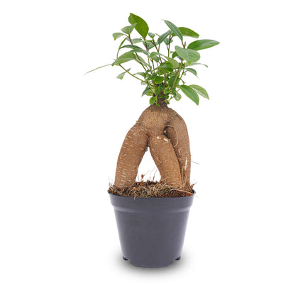 Ficus microcarpa ginseng bonsai  - ↑20 cm