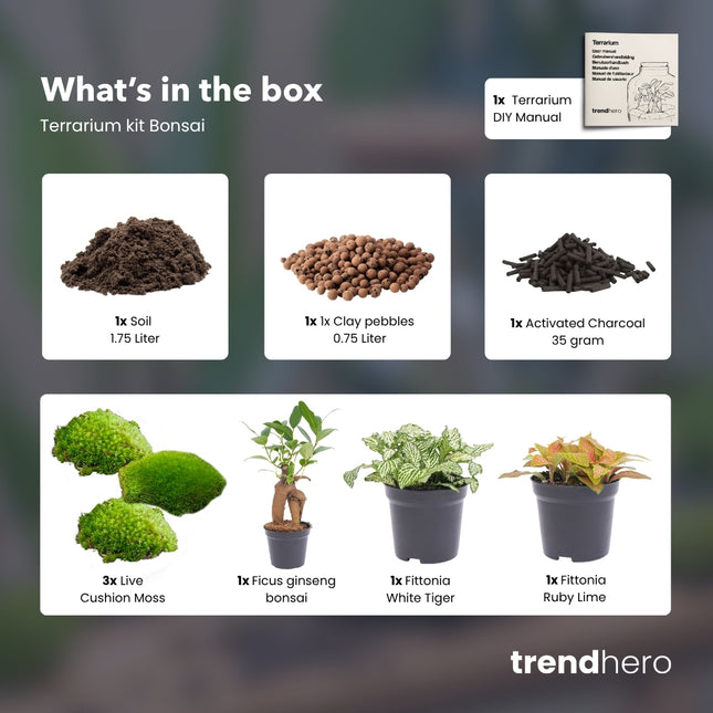 Ficus Ginseng bonsai - Terrarium Start- & navulpakket - 3 terrarium planten - DIY