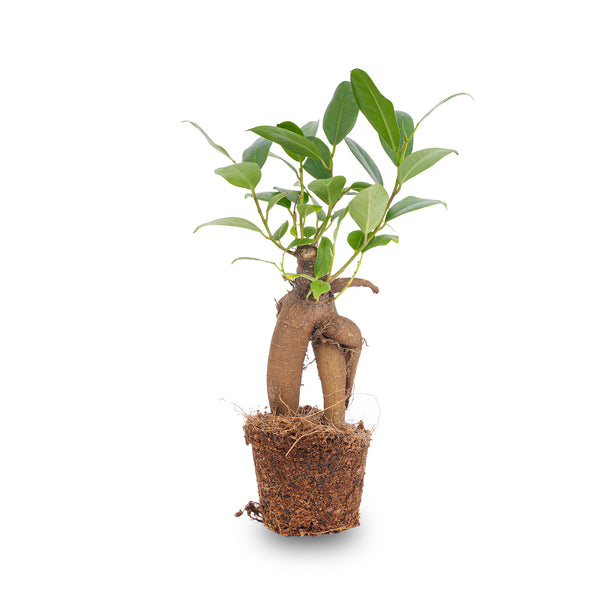 Ficus Ginseng bonsai - Microcarpa - ↑12 - 15 cm - Ø 6 cm