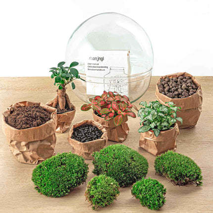 Planten terrarium - DIY - Dome XL - Ficus Ginseng Bonsai - Ecosysteem plant - ↑ 30 cm