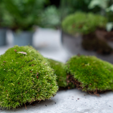 Palm - Terrarium Start- & navulpakket - 3 terrarium planten - DIY