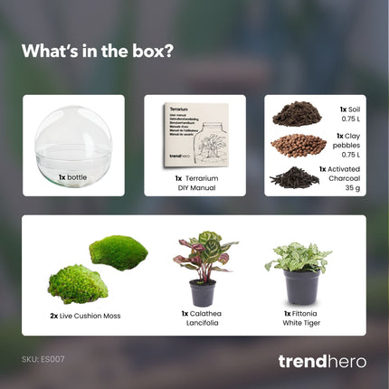 Dome - DIY Planten terrarium - Tweedelig bolglas - Ecosysteem plant - Ø 20 cm ↑ 20 cm