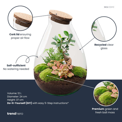 Drop XL Bonsai 'Rood' - DIY Planten terrarium - Ecosysteem plant - Ø 24 cm ↑ 37 cm