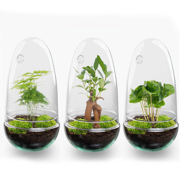 Planten terrarium - Egg - Ecosysteem in 'ei stolp' - ↑ 25 cm