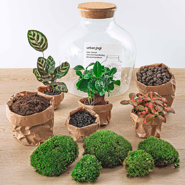 Planten terrarium - Fat Joe Coffea - Ecosysteem plant - ↑ 30 cm