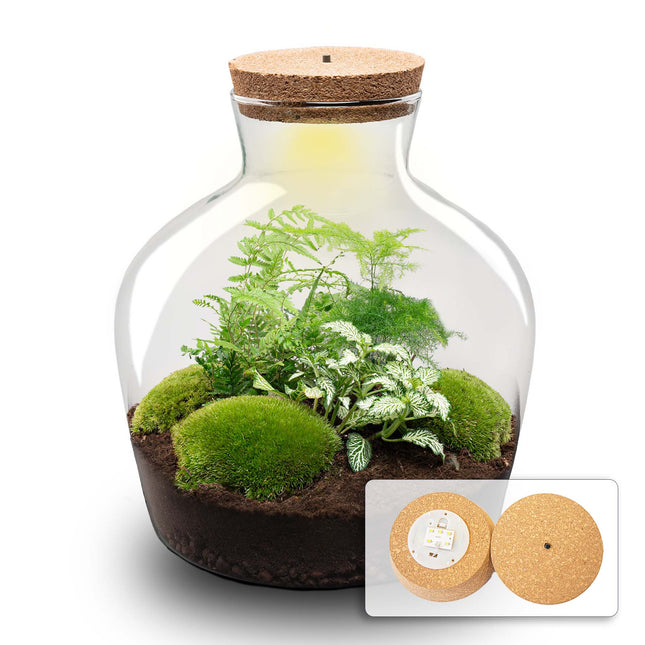 Planten terrarium - Fat Joe Groen - Ecosysteem plant - ↑ 30 cm