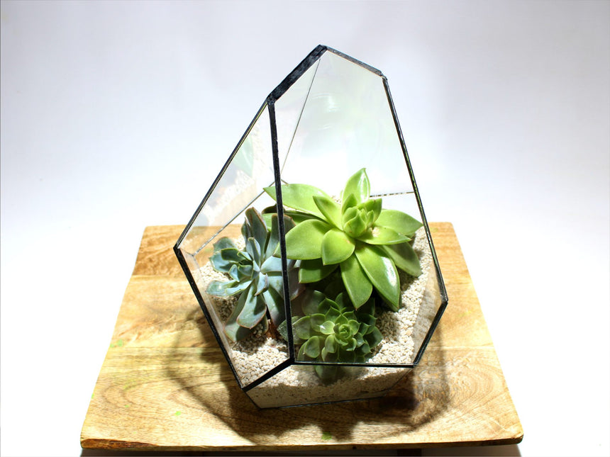 Geometrisch Terrarium - Jungle Gem - Waterdicht - Glas - ↑ 16 x ↔ 15 cm