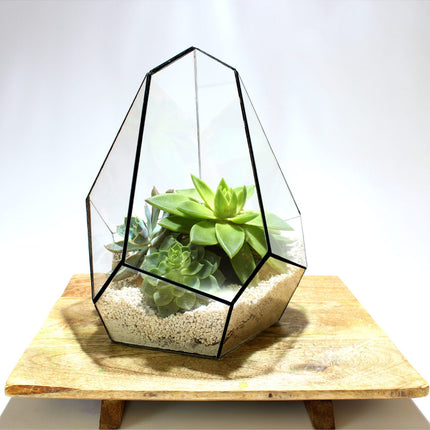 Geometrisch Terrarium - Jungle Gem - Waterdicht - Glas - ↑ 16 x ↔ 15 cm