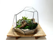 Geometrisch Terrarium - Torno - Waterdicht - Glas - ↑ 28 x ↔ 26 cm