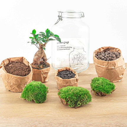 Planten terrarium Jar - Weckpot met plant - Ecosysteem plant - ↑ 28 cm