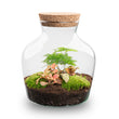 Planten terrarium - Little Joe - Ecosysteem plant - ↑ 21,5 cm