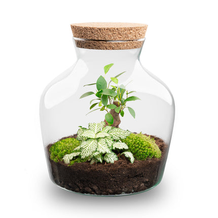 Planten terrarium - Little Joe - Ecosysteem plant - ↑ 21,5 cm