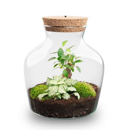 Little Joe - DIY Planten terrarium - Ecosysteem plant - Ø 20 cm ↑ 22 cm