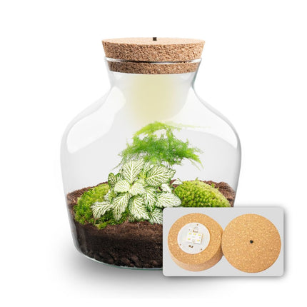 Little Joe - DIY Planten terrarium - Ecosysteem plant - Ø 20 cm ↑ 22 cm