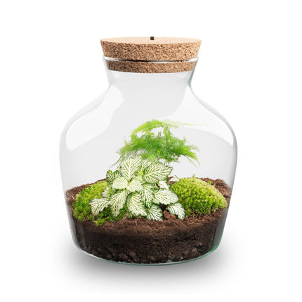Little Joe - DIY Planten terrarium - Ecosysteem plant - Ø 20 cm ↑ 22 cm