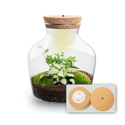Little Joe - DIY Planten terrarium - Ecosysteem plant - Ø 20 cm ↑ 22 cm