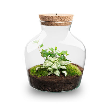 Little Joe - DIY Planten terrarium - Ecosysteem plant - Ø 20 cm ↑ 22 cm