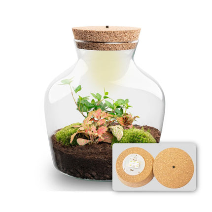 Little Joe - DIY Planten terrarium - Ecosysteem plant - Ø 20 cm ↑ 22 cm