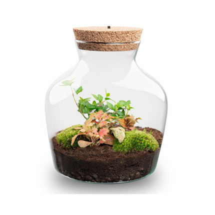 Little Joe - DIY Planten terrarium - Ecosysteem plant - Ø 20 cm ↑ 22 cm