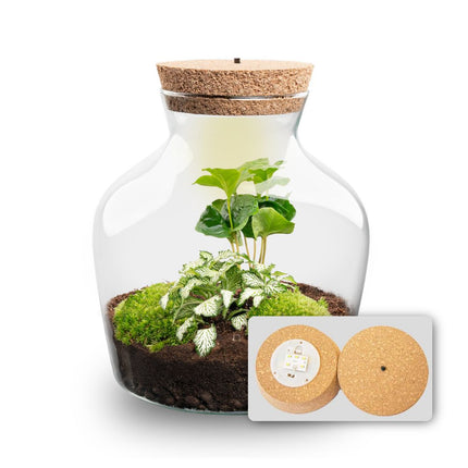 Little Joe - DIY Planten terrarium - Ecosysteem plant - Ø 20 cm ↑ 22 cm