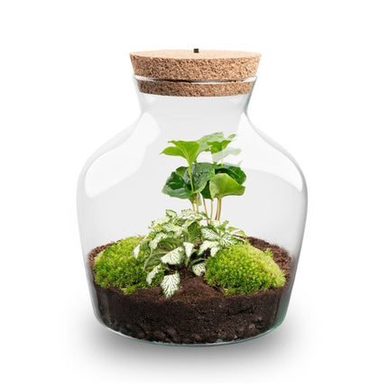 Little Joe - DIY Planten terrarium - Ecosysteem plant - Ø 20 cm ↑ 22 cm