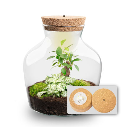 Little Joe - DIY Planten terrarium - Ecosysteem plant - Ø 20 cm ↑ 22 cm